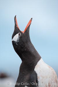 Gentoo penguin vocalizing, calling, Pygoscelis papua, Cuverville Island