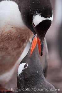 Gentoo penguins, two adults displaying courting or nurturing behavior in a mated pair, Pygoscelis papua, Cuverville Island