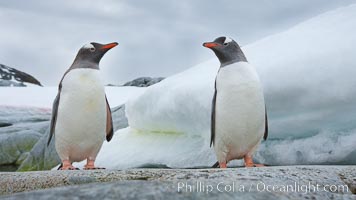 Gentoo penguins, Peterman Island, Antarctica, Pygoscelis papua