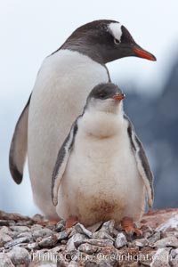 Gentoo penguins, adult and chick, on the nest, Pygoscelis papua, Peterman Island