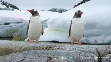 Gentoo penguins, Peterman Island, Antarctica, Pygoscelis papua