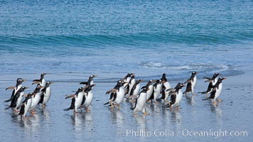 Gentoo penguins coming ashore, after foraging at sea, walking through ocean water as it wades onto a sand beach.  Adult gentoo penguins grow to be 30