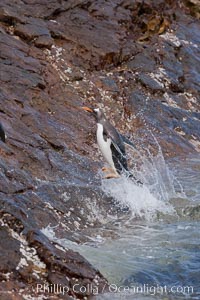 Gentoo penguins leap ashore, onto slippery rocks as they emerge from the ocean after foraging at sea for food, Pygoscelis papua, Steeple Jason Island