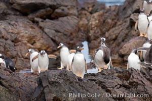 Gentoo penguins leap ashore, onto slippery rocks as they emerge from the ocean after foraging at sea for food, Pygoscelis papua, Steeple Jason Island