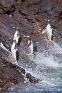 Gentoo penguins leap ashore, onto slippery rocks as they emerge from the ocean after foraging at sea for food, Pygoscelis papua, Steeple Jason Island