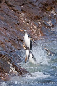 Gentoo penguins leap ashore, onto slippery rocks as they emerge from the ocean after foraging at sea for food, Pygoscelis papua, Steeple Jason Island