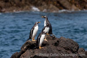 Gentoo penguins leap ashore, onto slippery rocks as they emerge from the ocean after foraging at sea for food, Pygoscelis papua, Steeple Jason Island