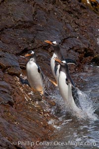 Gentoo penguins leap ashore, onto slippery rocks as they emerge from the ocean after foraging at sea for food. Steeple Jason Island, Falkland Islands, United Kingdom, Pygoscelis papua, natural history stock photograph, photo id 24202