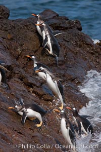 Gentoo penguins leap ashore, onto slippery rocks as they emerge from the ocean after foraging at sea for food, Pygoscelis papua, Steeple Jason Island