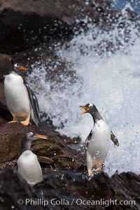 Gentoo penguins leap ashore, onto slippery rocks as they emerge from the ocean after foraging at sea for food, Pygoscelis papua, Steeple Jason Island