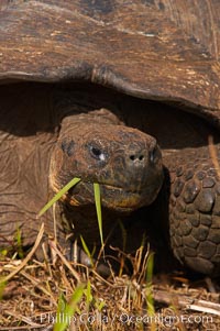 Galapagos tortoise, Santa Cruz Island species, highlands of Santa Cruz island. Galapagos Islands, Ecuador, Geochelone nigra, natural history stock photograph, photo id 16481