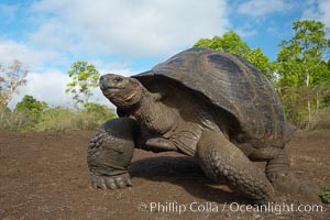 Galapagos tortoise, Santa Cruz Island species, highlands of Santa Cruz island.