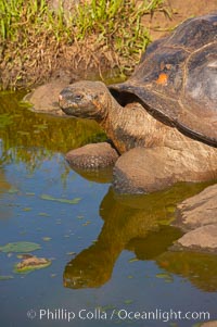 Galapagos tortoise, Santa Cruz Island species, highlands of Santa Cruz island, Geochelone nigra