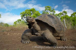 Galapagos tortoise, Santa Cruz Island species, highlands of Santa Cruz island, Geochelone nigra