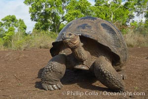 Galapagos tortoise, Santa Cruz Island species, highlands of Santa Cruz island, Geochelone nigra