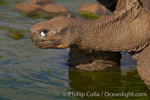 Galapagos tortoise, Santa Cruz Island species, highlands of Santa Cruz island, Geochelone nigra