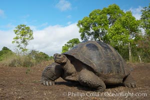 Galapagos tortoise, Santa Cruz Island species, highlands of Santa Cruz island, Geochelone nigra