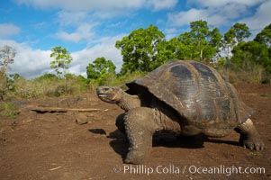 Galapagos tortoise, Santa Cruz Island species, highlands of Santa Cruz island, Geochelone nigra