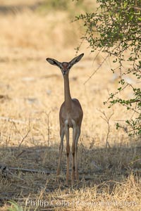 Gerenuk, Meru National Park, Kenya.  Female.  The Gerenuk is a long-necked antelope often called the giraffe-necked antelope