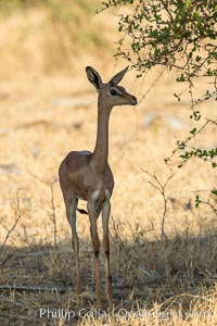 Gerenuk, Meru National Park, Kenya.  Female.  The Gerenuk is a long-necked antelope often called the giraffe-necked antelope, Litocranius walleri