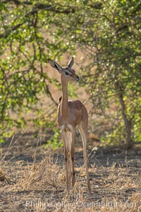Gerenuk, Meru National Park, Kenya.  Female.  The Gerenuk is a long-necked antelope often called the giraffe-necked antelope