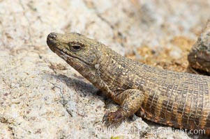 Giant plated lizard, Gerrhosaurus validus