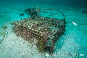 Ghost lobster trap, abandoned lobster trap, San Clemente Island