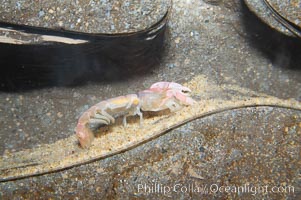 Ghost shrimp, seen in a cross section view of its habitat, an underwater hole, Neotrypaea californiensis