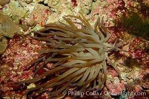 Giant anemone, Condylactis gigantea