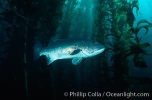 Giant black seabass in kelp forest. San Clemente Island, California, USA, Macrocystis pyrifera, Stereolepis gigas, natural history stock photograph, photo id 06264