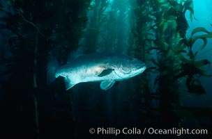 Giant black seabass in kelp forest, Macrocystis pyrifera, Stereolepis gigas, San Clemente Island