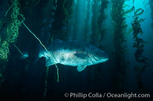 Giant black seabass in kelp forest, Macrocystis pyrifera, Stereolepis gigas, San Clemente Island
