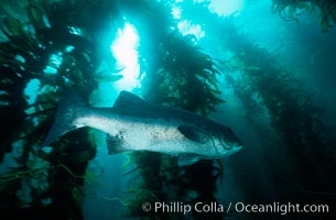 Giant black seabass in kelp forest, Macrocystis pyrifera, Stereolepis gigas, San Clemente Island