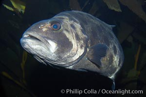 Black seabass (giant black sea bass), juvenile, Stereolepis gigas