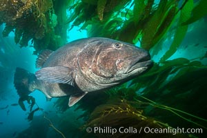 Giant black sea bass, endangered species, reaching up to 8' in length and 500 lbs, amid giant kelp forest