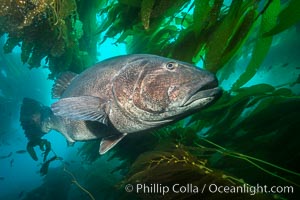 Giant black sea bass, endangered species, reaching up to 8' in length and 500 lbs, amid giant kelp forest, Stereolepis gigas, Catalina Island