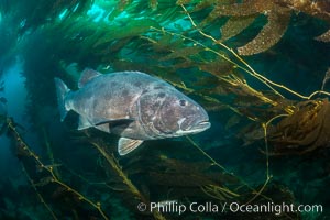 Giant Black Sea Bass with Unique Pattern of Black Spots at Catalina Island. The giant sea bass is an endangered species reaching up to 8' in length and 500 lbs, amid giant kelp forest, Stereolepis gigas