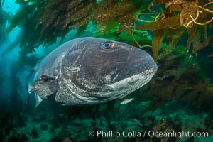 Giant black sea bass, endangered species, reaching up to 8' in length and 500 lbs, amid giant kelp forest