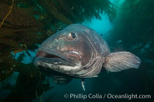 A giant black sea bass is an endangered species that can reach up to 8 feet in length and 500 pounds, often found amid the giant kelp forest, Once nearly fished to extinction and now thought to be at risk of a genetic bottleneck, the giant sea bass is slowly recovering and can be seen in summer months in California's kelp forests, Stereolepis gigas, Catalina Island