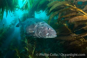 Giant black sea bass, endangered species, reaching up to 8' in length and 500 lbs, amid giant kelp forest, Stereolepis gigas, Catalina Island