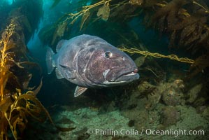 Giant black sea bass, endangered species, reaching up to 8' in length and 500 lbs, amid giant kelp forest, Stereolepis gigas, Catalina Island