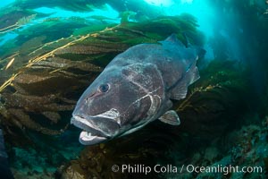 Giant black sea bass, endangered species, reaching up to 8' in length and 500 lbs, amid giant kelp forest