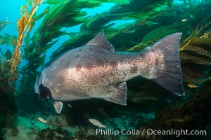 Giant black sea bass, endangered species, reaching up to 8' in length and 500 lbs, amid giant kelp forest