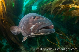 Giant black sea bass, endangered species, reaching up to 8' in length and 500 lbs, amid giant kelp forest, Stereolepis gigas, Catalina Island