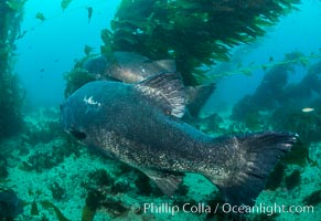 Giant black sea bass, endangered species, reaching up to 8' in length and 500 lbs, amid giant kelp forest, Stereolepis gigas, Catalina Island