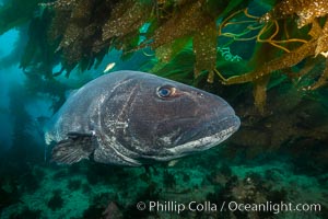 Giant black sea bass, endangered species, reaching up to 8' in length and 500 lbs, amid giant kelp forest. Catalina Island, California, USA, Stereolepis gigas, natural history stock photograph, photo id 33376