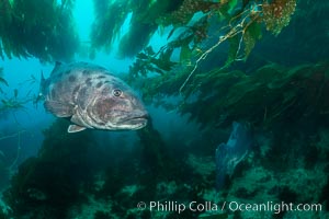 Giant black sea bass, endangered species, reaching up to 8' in length and 500 lbs, amid giant kelp forest, Stereolepis gigas, Catalina Island