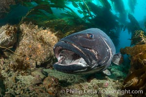 Giant black sea bass, endangered species, reaching up to 8' in length and 500 lbs, amid giant kelp forest, Stereolepis gigas, Catalina Island