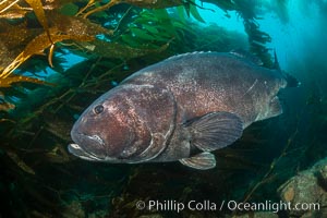 Giant black sea bass, endangered species, reaching up to 8' in length and 500 lbs, amid giant kelp forest, Stereolepis gigas, Catalina Island