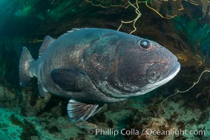 Giant black sea bass, endangered species, reaching up to 8' in length and 500 lbs, amid giant kelp forest, Stereolepis gigas, Catalina Island